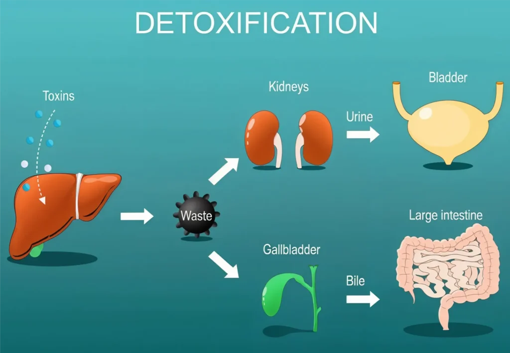 What Are the Real Signs of Liver Detox Working?