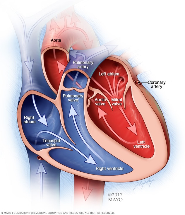 Tricuspid Valve Regurgitation: Symptoms & Treatment