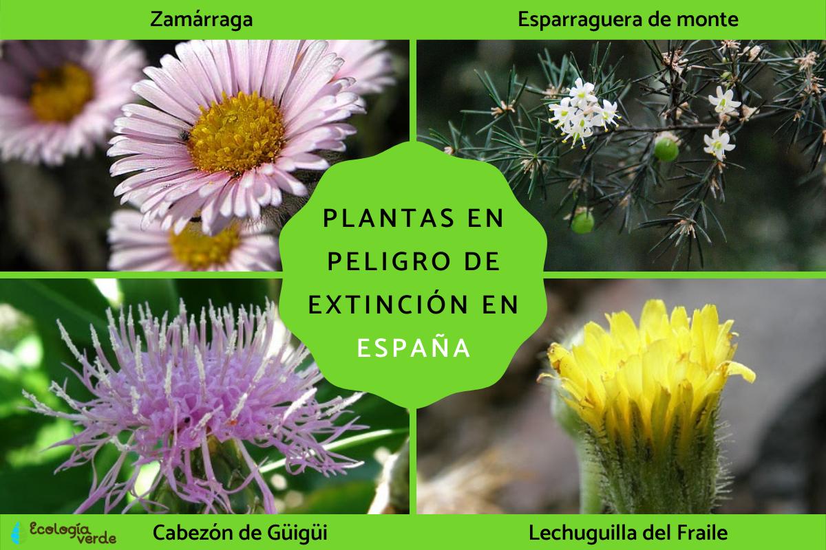 10 Plantas En Peligro De Extinción Con Su Nombre