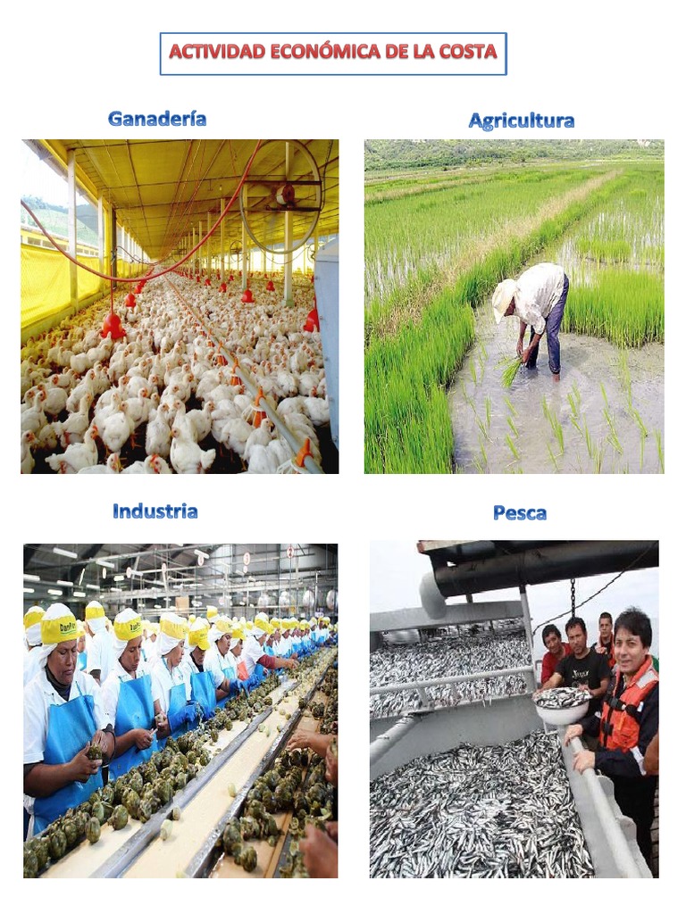 4 Actividades Económicas De La Costa
