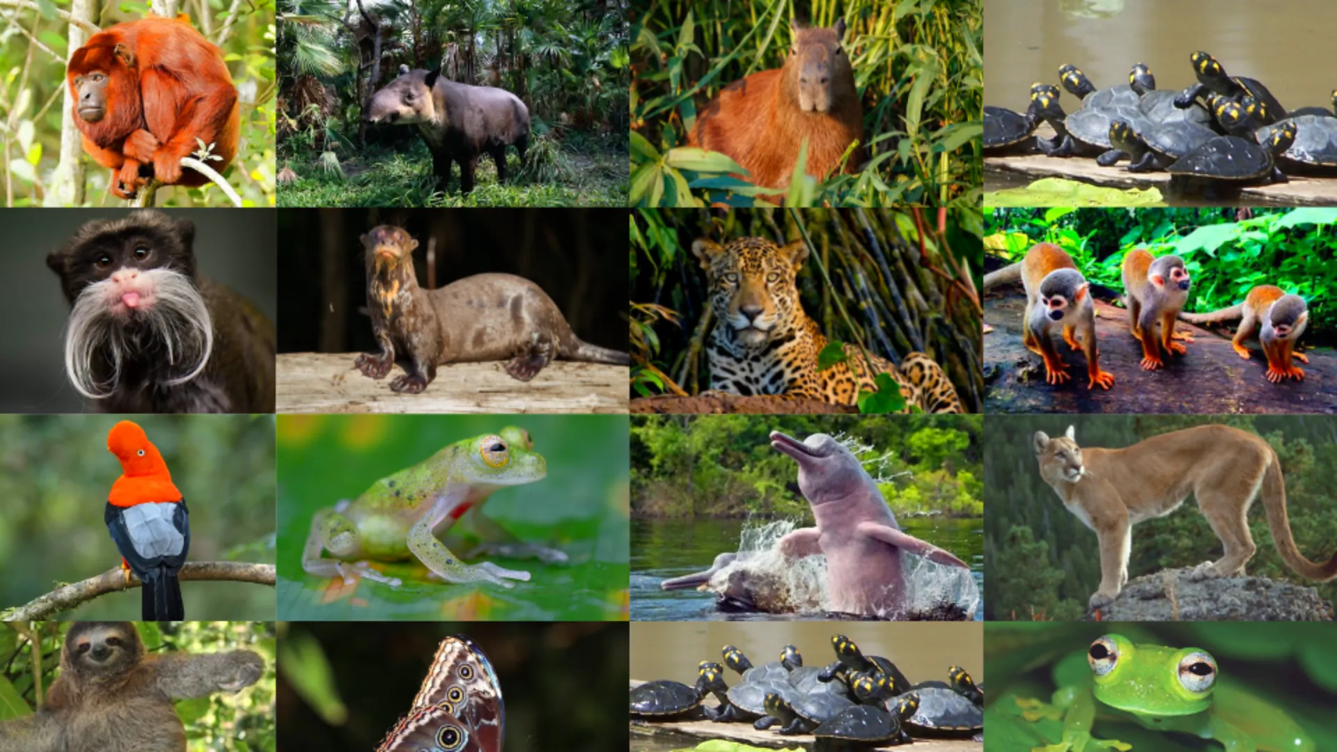 Animales De La Selva Peruana