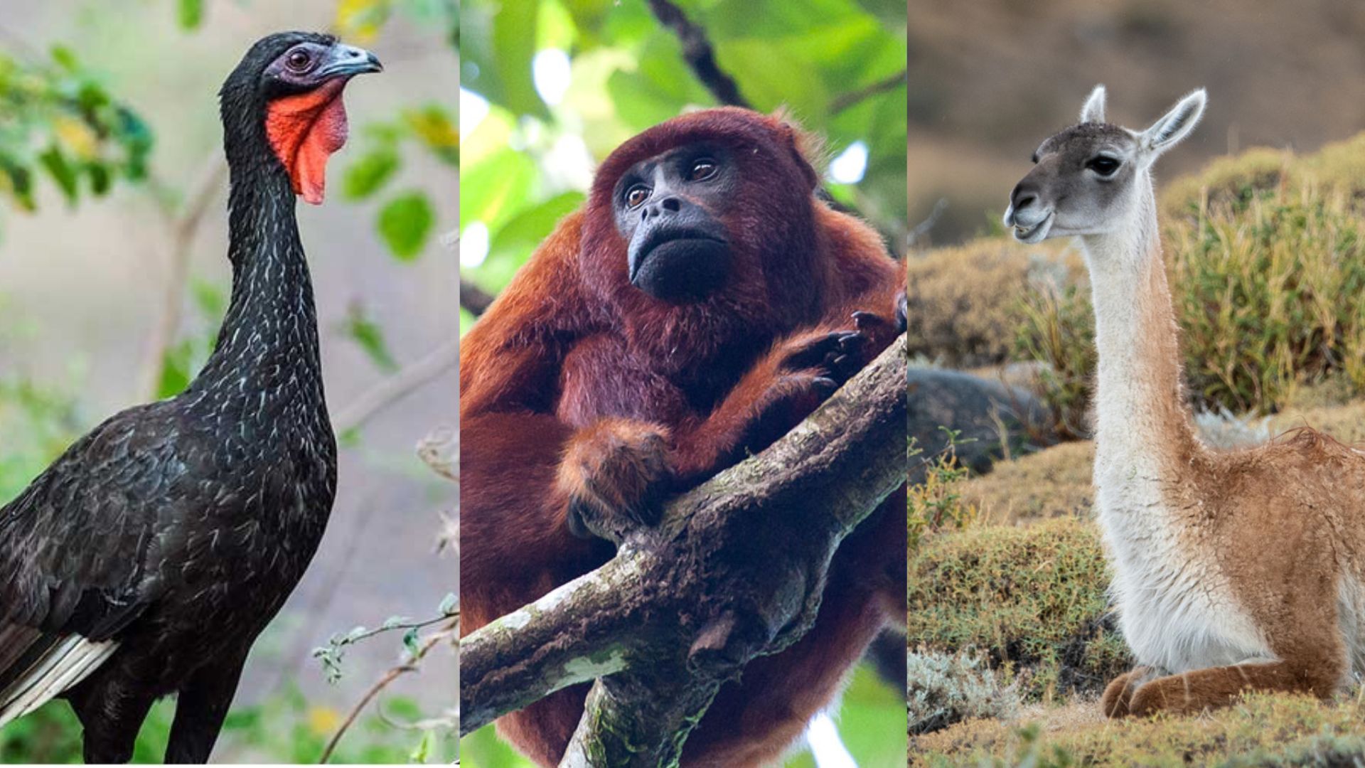 Animales En Peligro De Extinción De Peru