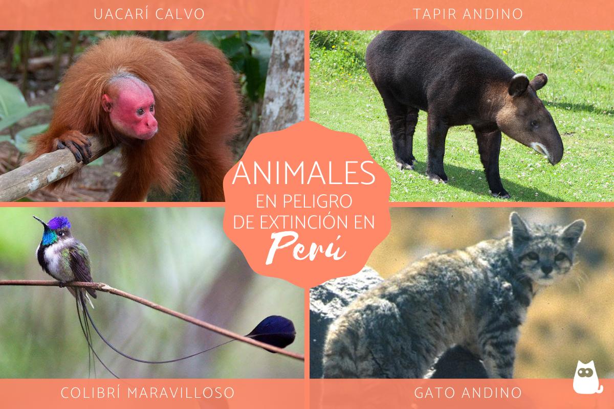 Animales En Peligro De Extincion En Peru