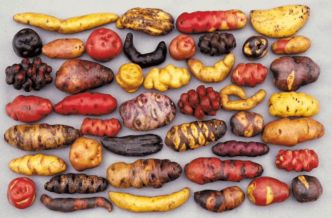 Cuantas Variedades De Papa Hay En Peru