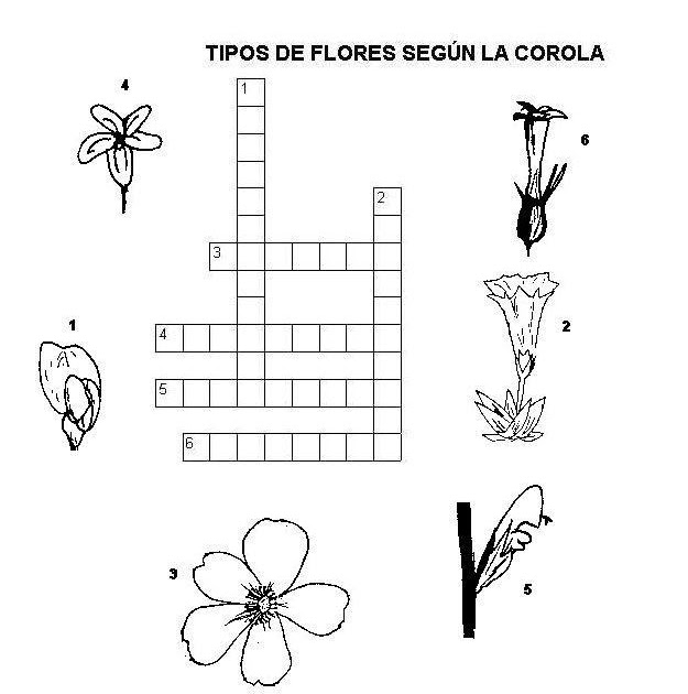 Flor Blanca Crucigrama