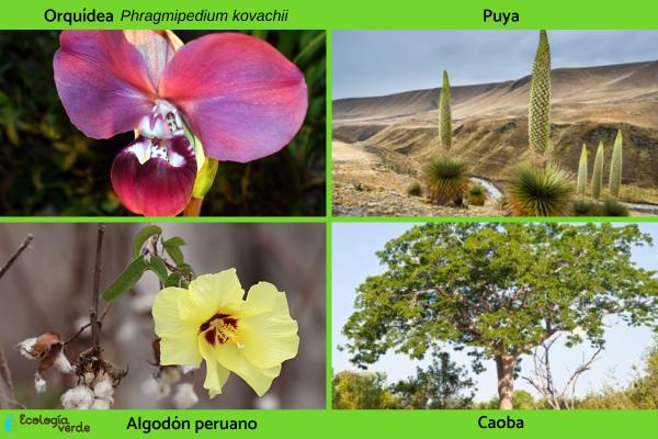 Flora Del Perú
