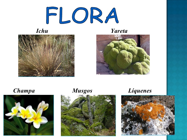 Flora Y Fauna De La Sierra Peruana Wikipedia
