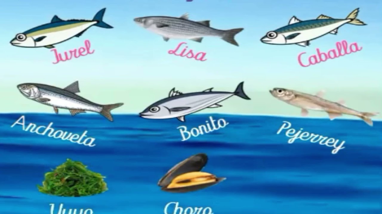 Flora Y Fauna Del Mar Peruano