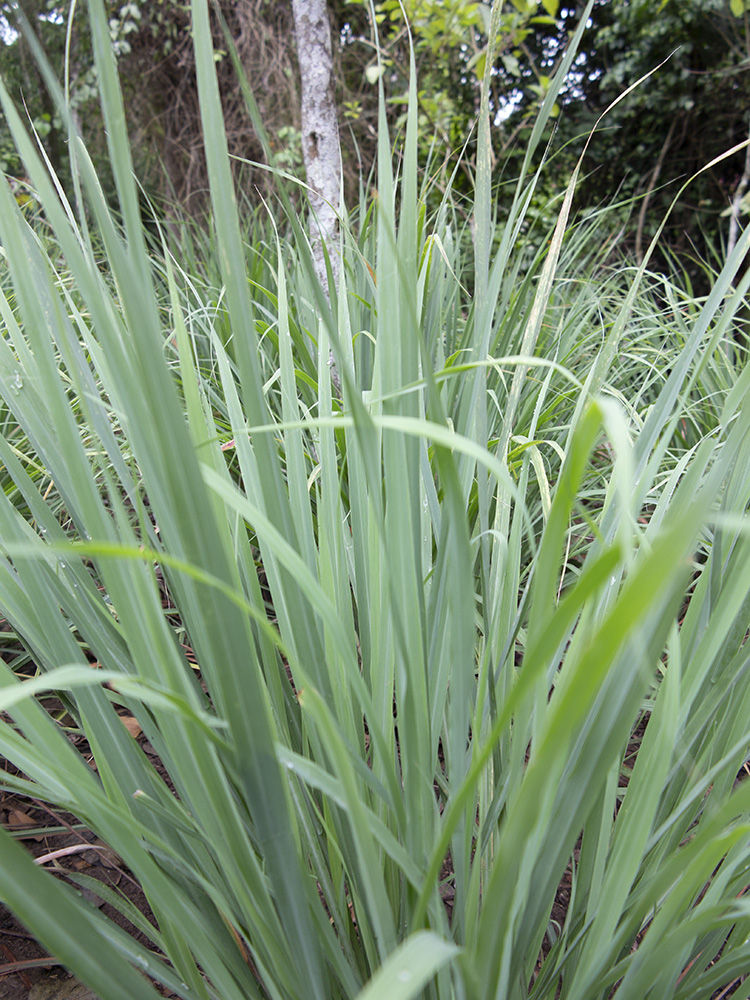 Hierba Luisa Peruana