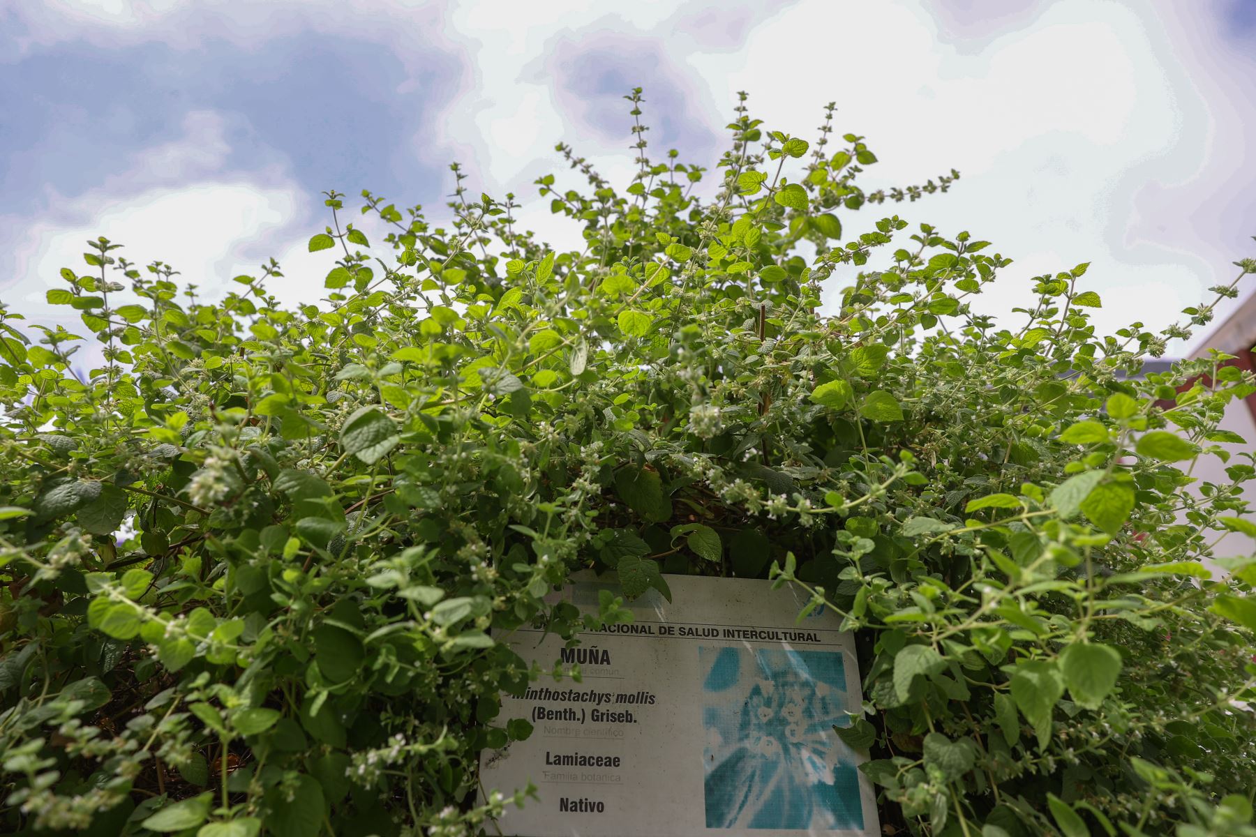 Muña Contraindicaciones