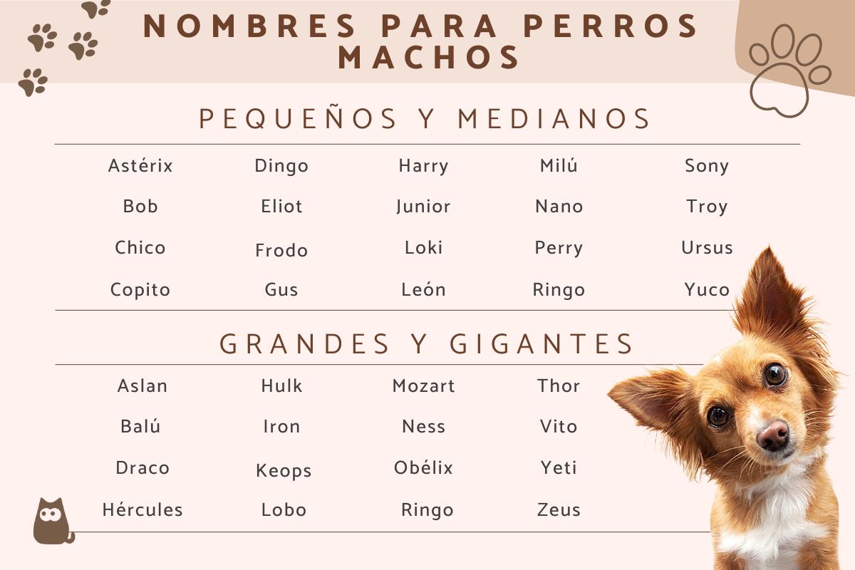 Nombres Para Perros Machos Pequeños