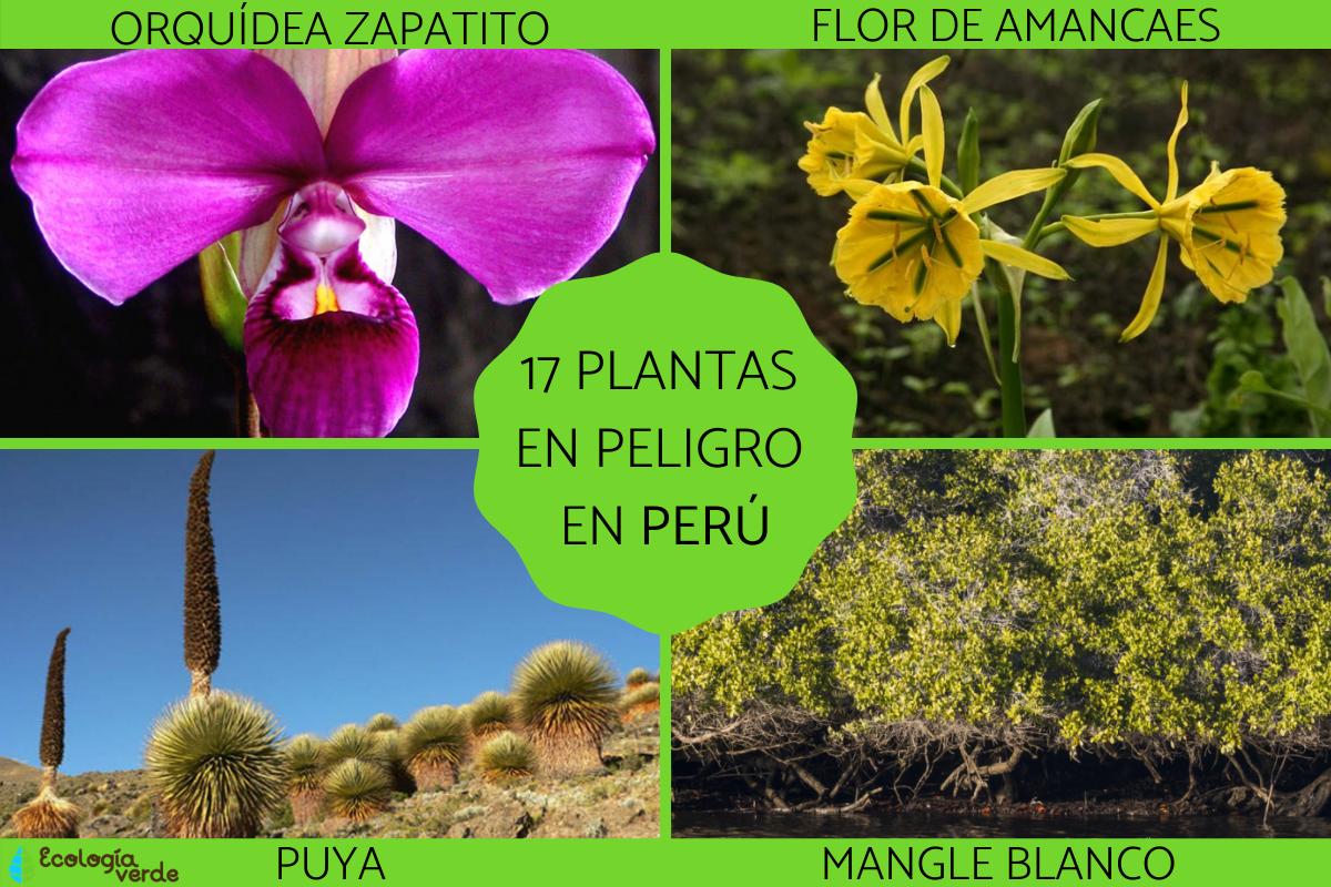 Plantas En Peligro De Extinción En Peru