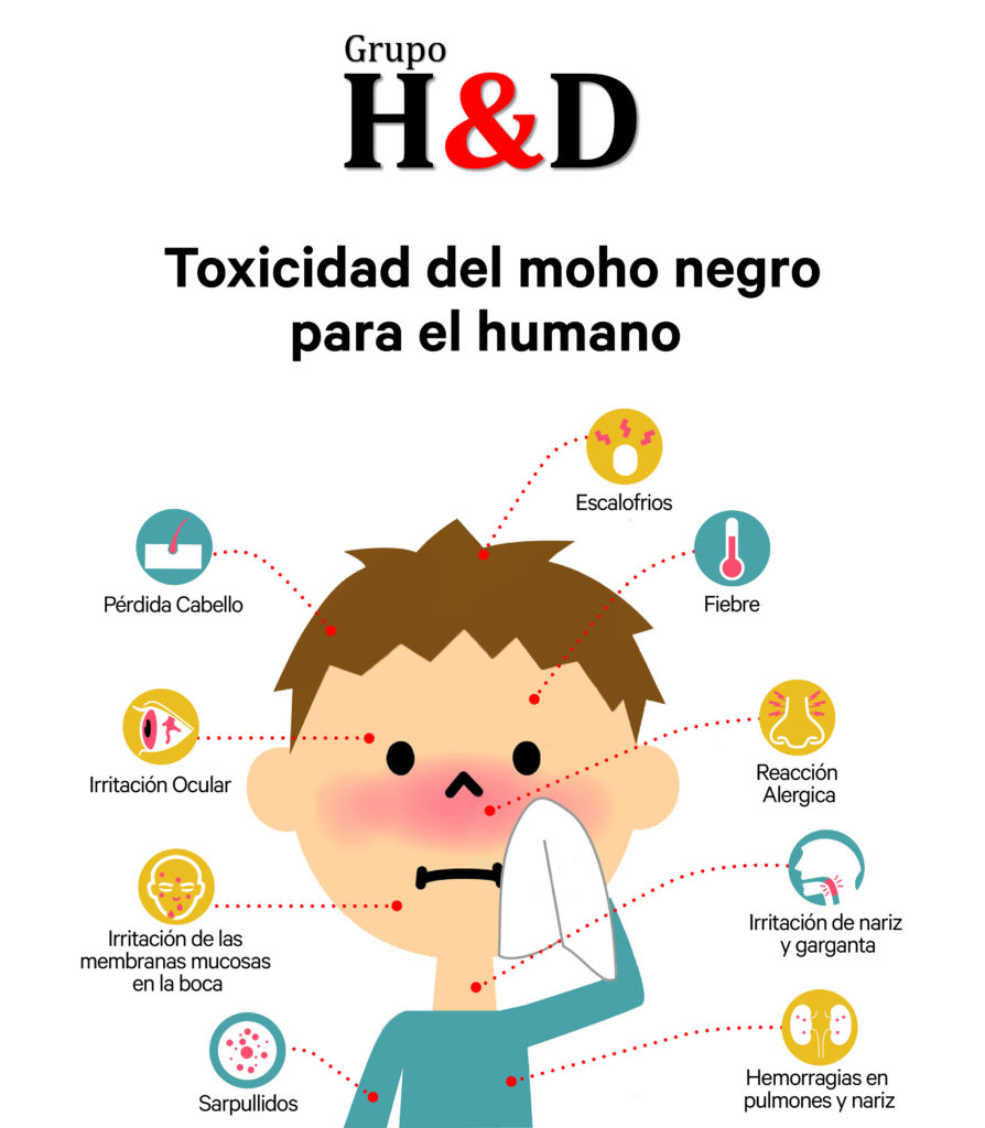 Que Causa El Moho En La Salud