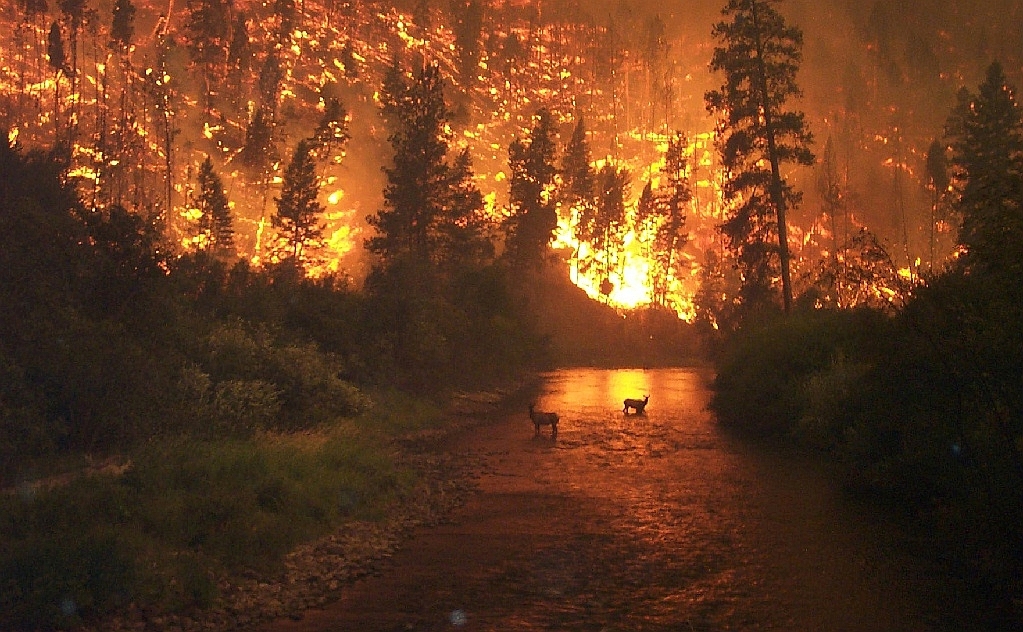 Que Es Un Incendio Forestal