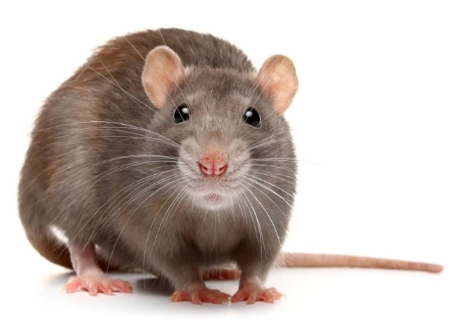 Soñar Con Una Rata Gris