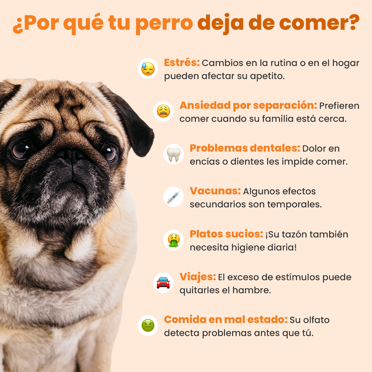 Porque Mi Perro No Quiere Comer