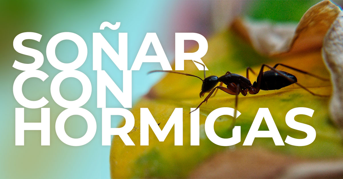 Que Significa Soñar Con Hormigas