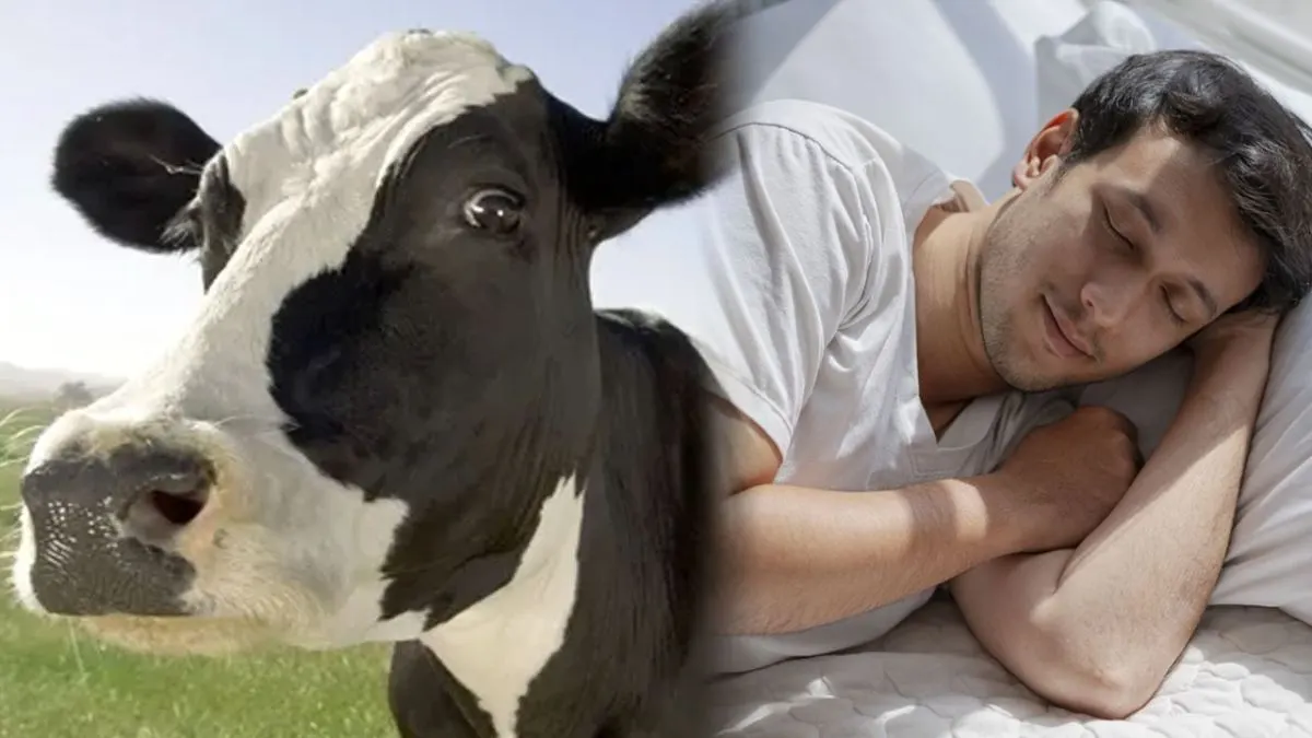 Que Significa Soñar Con Vacas