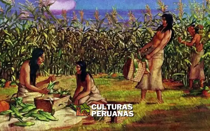 Agricultura De La Cultura Paracas