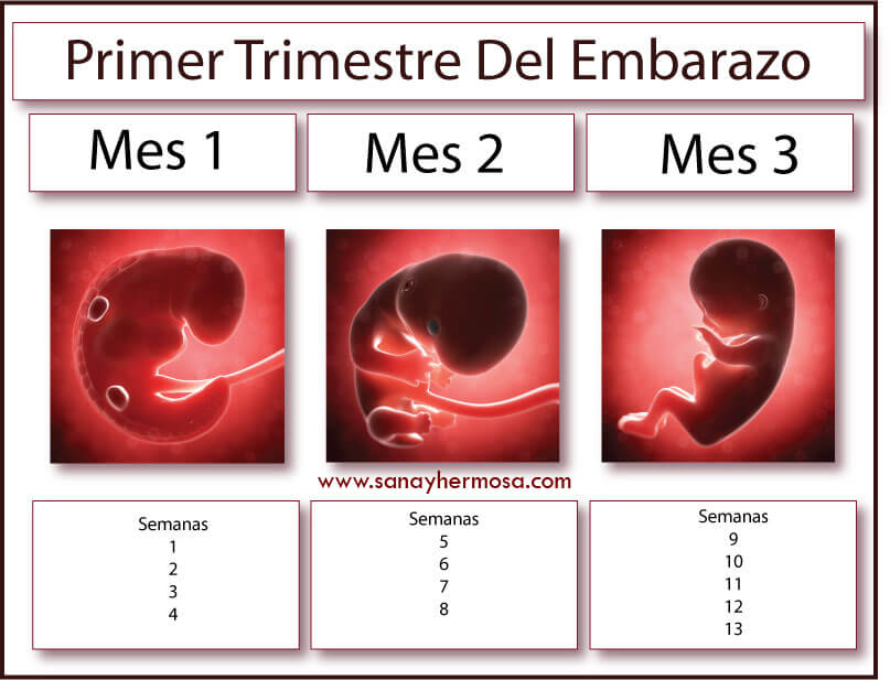 Cuanto Es Un Trimestre De Embarazo