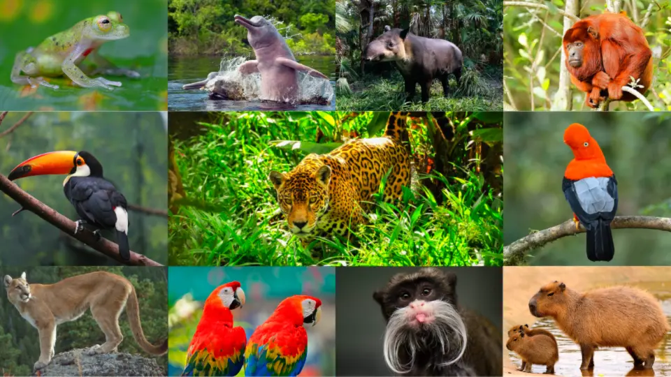 Fauna De La Selva Alta