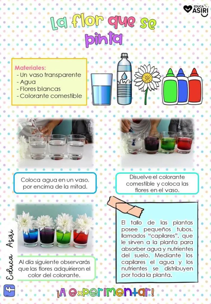 Proyecto De Ciencias Para Niños De Primaria PDF