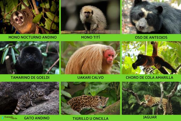 30 Animales Nativos Del Perú