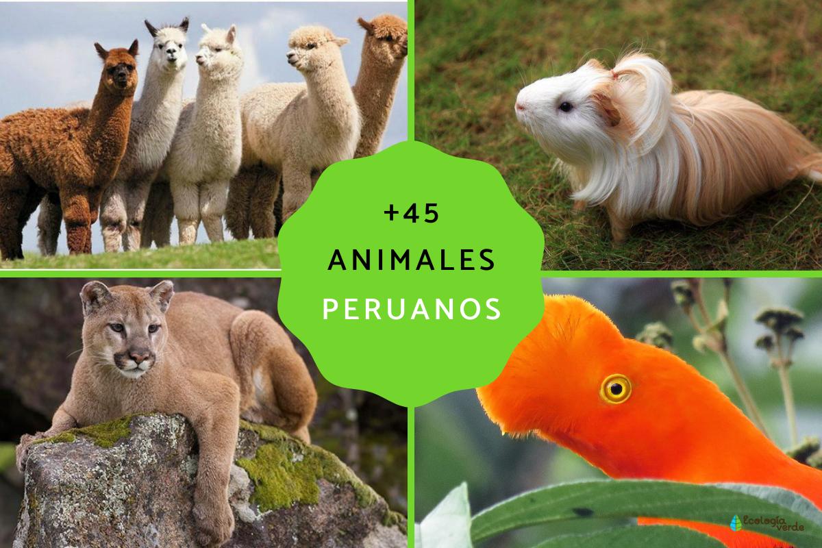 6 Animales Representativos Del Perú