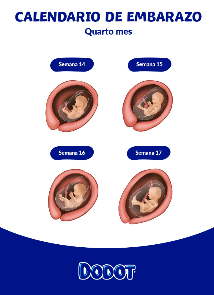 A Los Cuántos Meses Se Siente Un Bebé En El Vientre