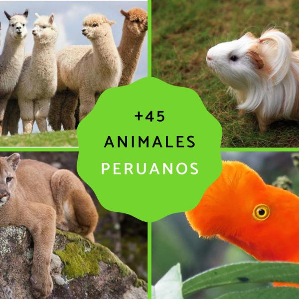 Animales De Perú