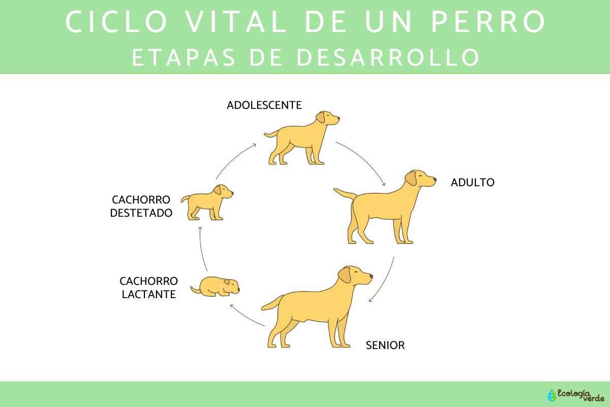 Cual Es El Ciclo De Vida De Un Perro