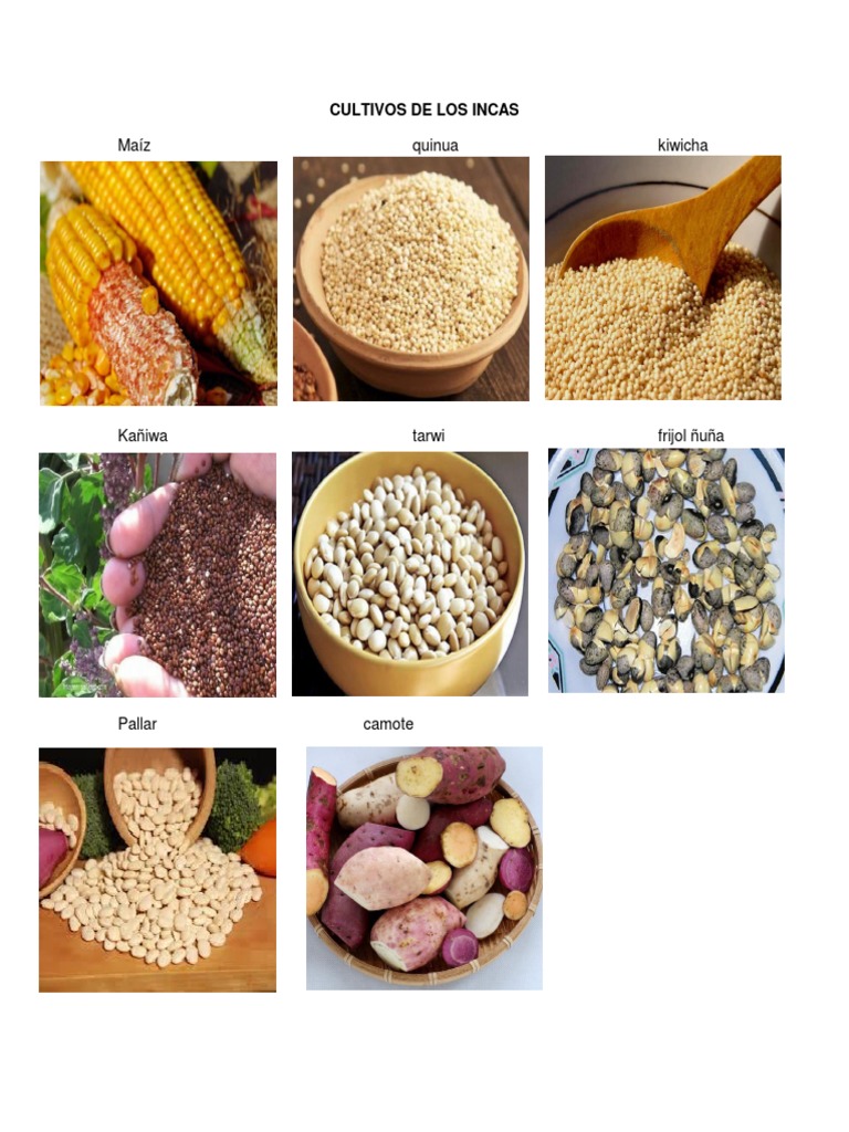 ¿cuáles Eran Los Principales Cultivos Agrícolas (fruta, Vegetales, Etc) De Los Incas?