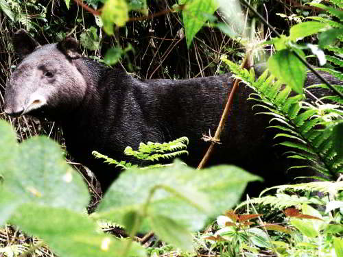 Dangerous Animals In Peru