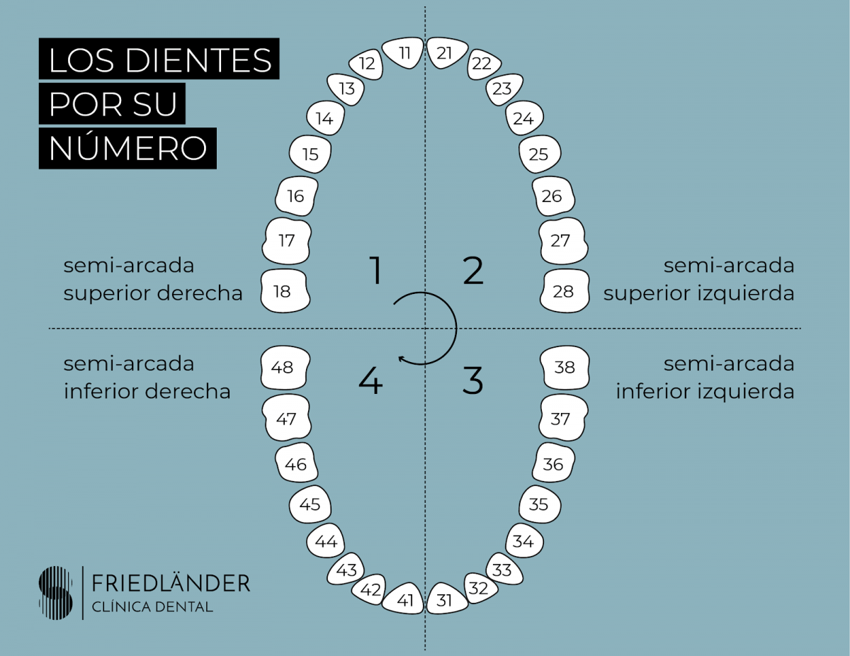 Dientes Nombres Y Números