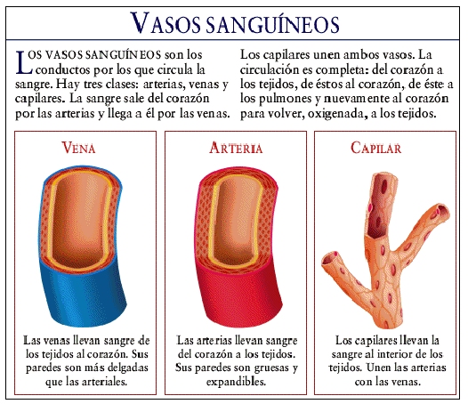 Explica Brevemente Los Vasos Capilares Del Ser Humano