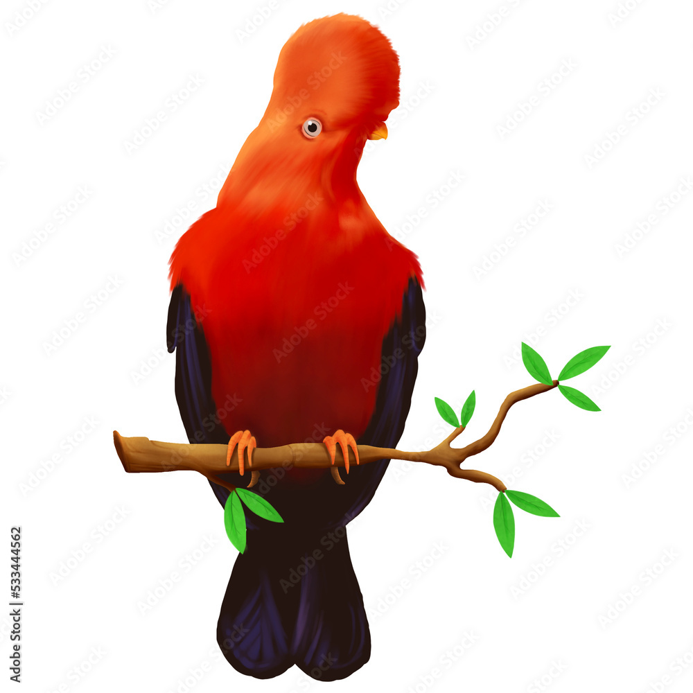 Gallito De Las Rocas Dibujo