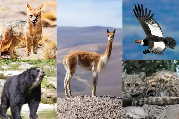 Imágenes De Animales Nativos
