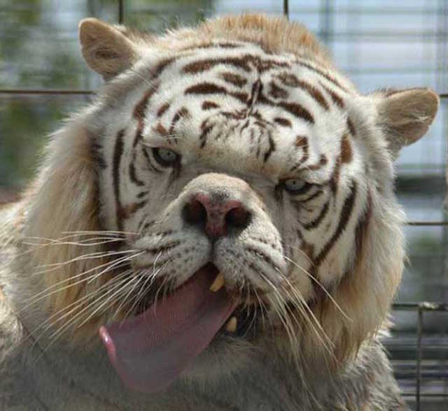 Leon Con Sindrome De Down