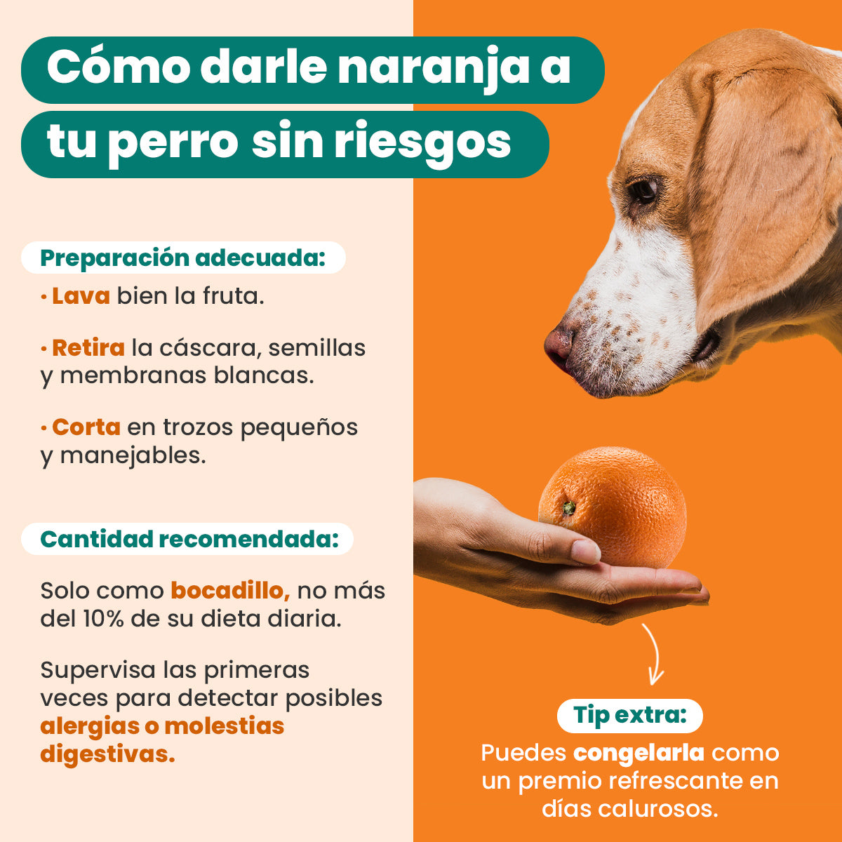 Los Perros Pueden Comer Naranja O Mandarina