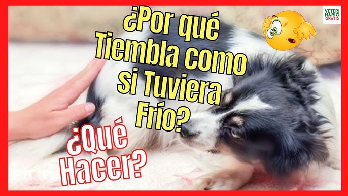 Mi Perro Tiembla Como Si Tuviera Frío