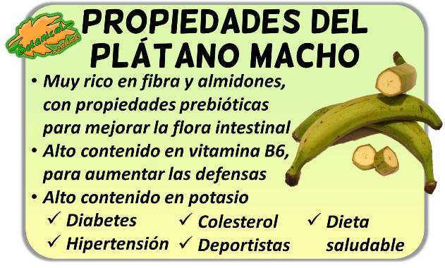 Propiedades Del Plátano Macho