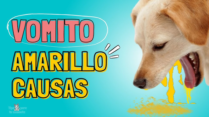Que Hacer Si Mi Perro Vomita Amarillo