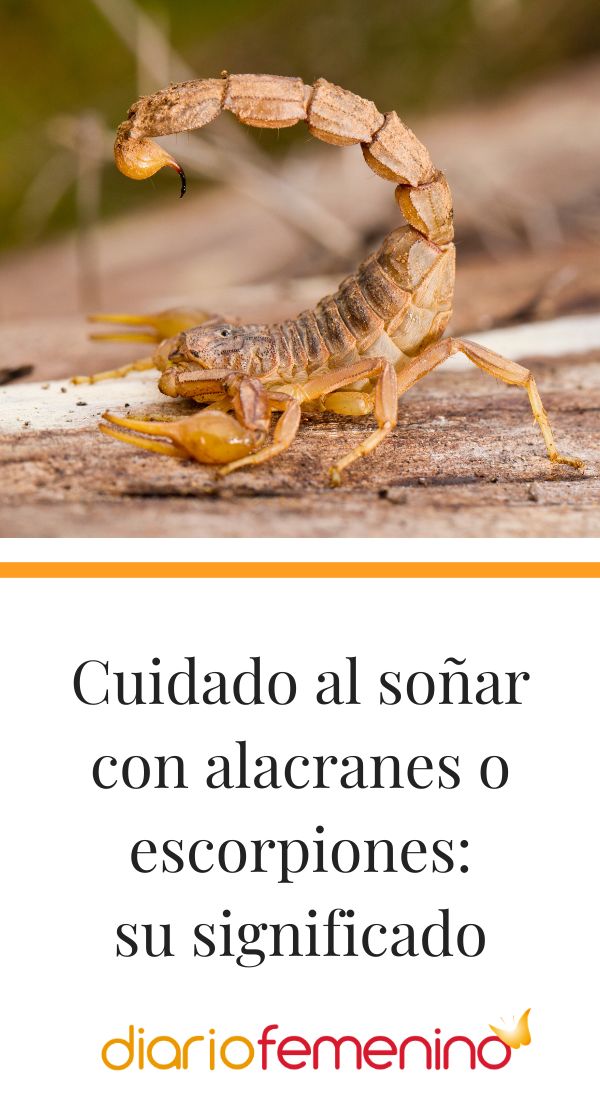 Que Significa Soñar Con Alacranes Meaning