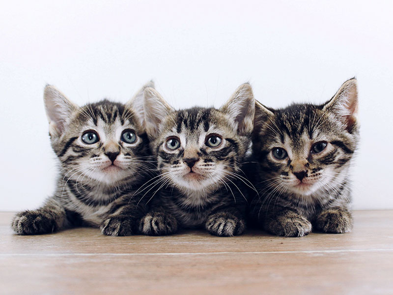 Que Significa Soñar Con Gatos Bebés Y Grandes