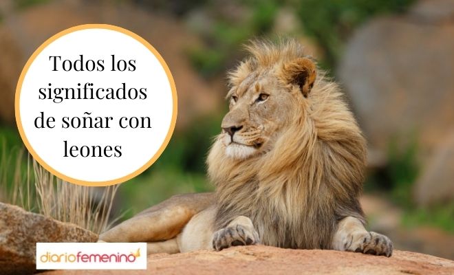 Que Significa Soñar Con Leones Que Te Atacan