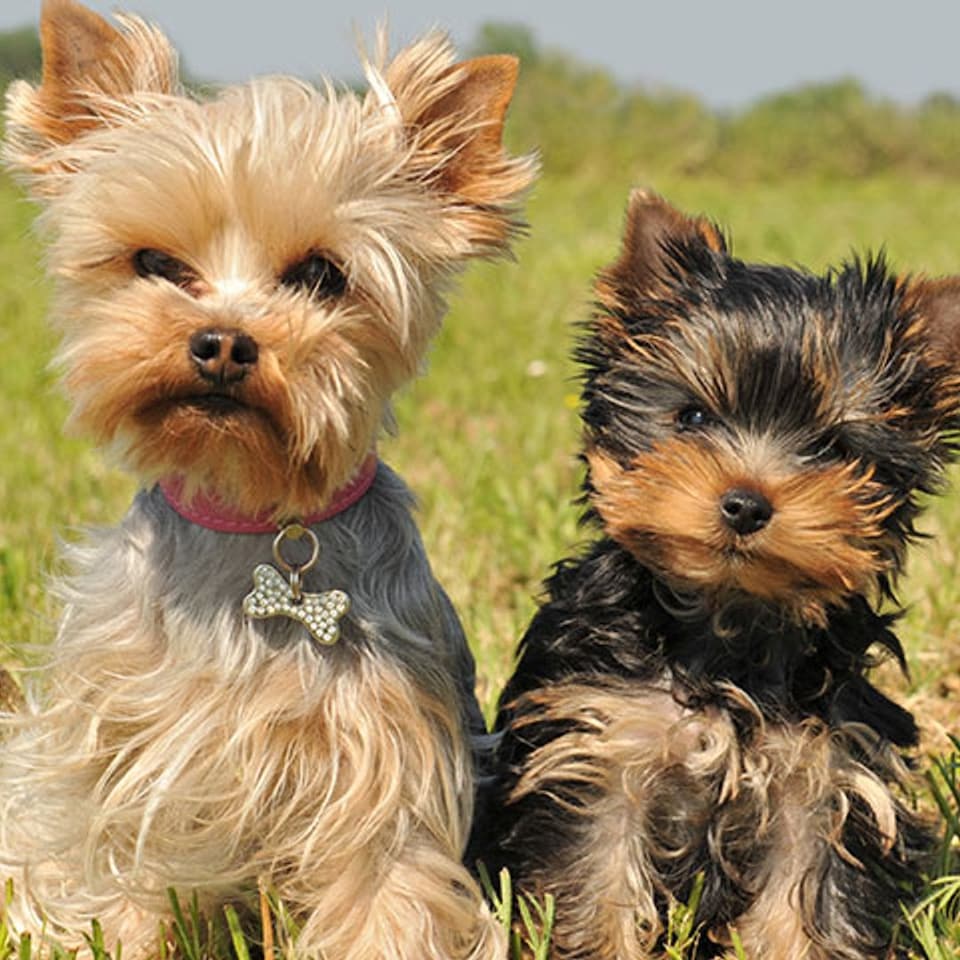 Razas De Perros Pequeños Que No Crecen