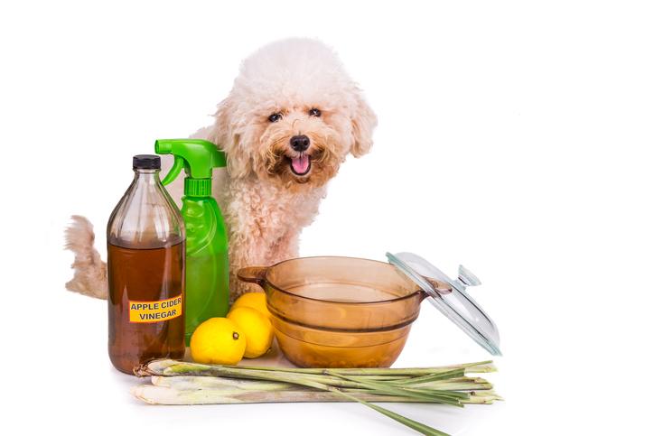 Remedios Caseros Para La Enfermedad De La Garrapata En Perros