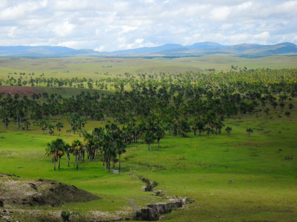 Sabana De Palmeras