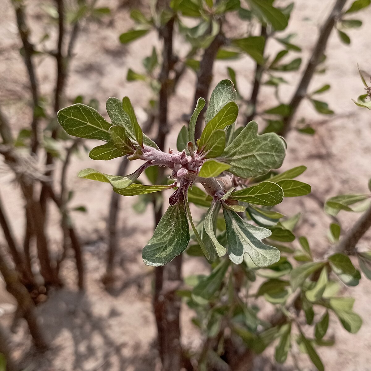 Sangre De Drago In English