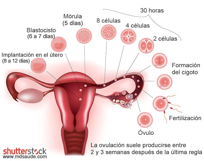 Síntomas De Embarazo A Los 7 Días